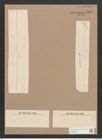 Synedra acus var. delicatissima (W. Sm.) Grun. (de-Toni-Nr.: Genus 66, Species 2590) Zeichnungen Sammlung Grunow Nr. 5275 (NHMW-BOT-W0373659)